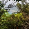 Plants: image 64 Of 208 Thumb